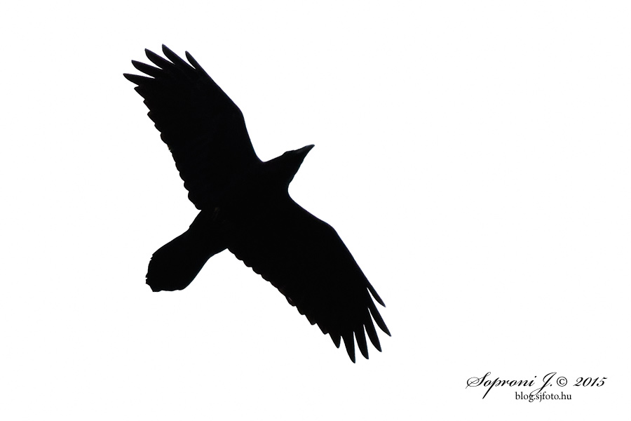 Holló - Kolkrabe - Northern Raven - Corvus corax