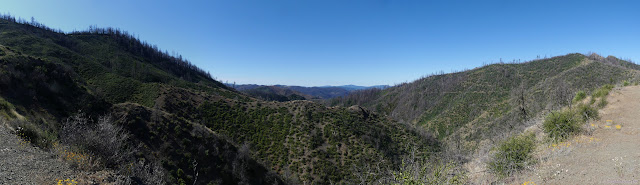 04: bushy canyon with some dead tree stands