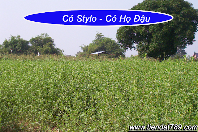 cỏ styo