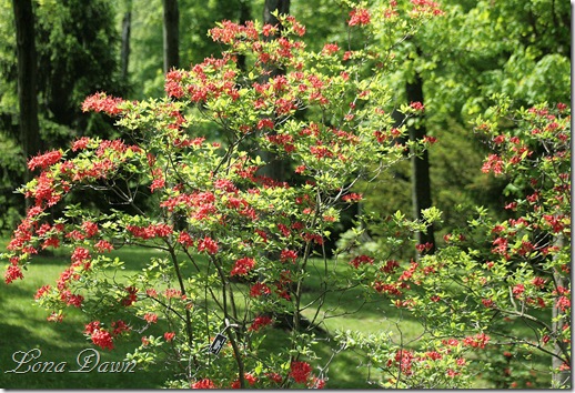 DA_Rhododendron_Garden