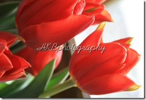 brightlighttulip