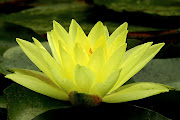 Lotus Flower # 8 (yellow lotus flower )