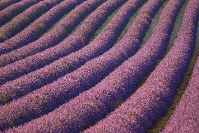 Valensole-Campi di lavanda al tramonto