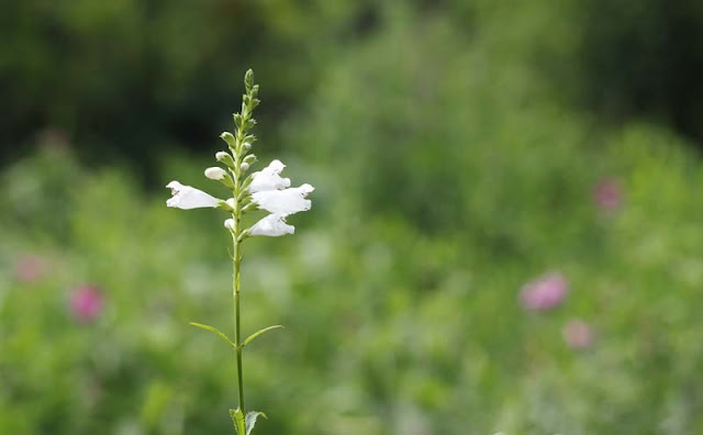 Physostegia Virginiana Flowers Pictures