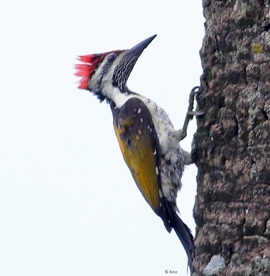 "Black-rumped Flameback , looking for grub on a date palm tree."