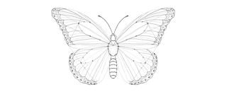 how-to-draw-butterfly-4-5