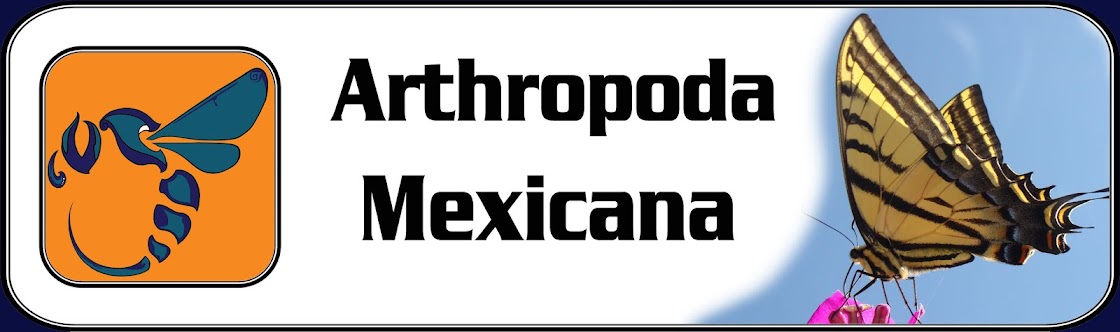 ARTHROPODA  MEXICANA