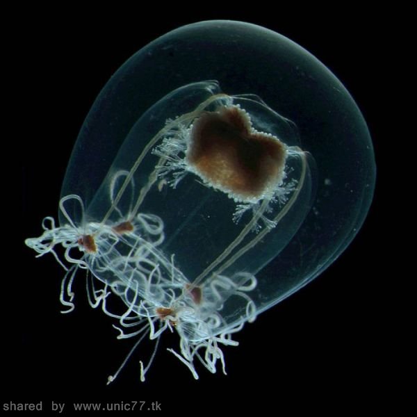 life_underwater_640_02.jpg (600×600)