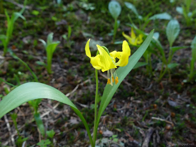 164: yellow flower with a nodding head