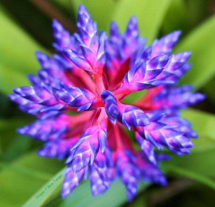 Aechmea 'Tango Azul'