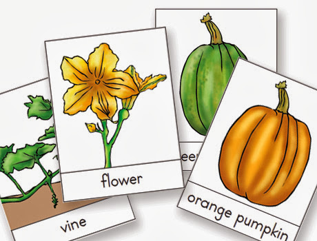 namc montessori free printable life cycle of a pumpkin