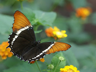 Siproeta brun - Siproeta epaphus