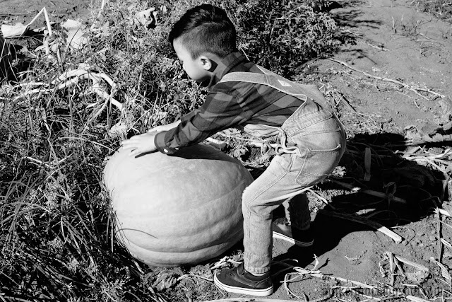 Bates Nut Farm, San Diego family, pumpkin patch, San Diego, fall