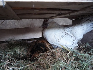 Mother hen laying with 2 month old chick in nest with her