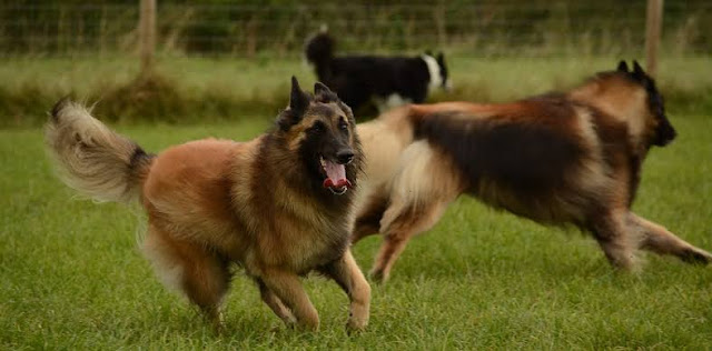 Belgian Tervuren is one out of the smartest dog breeds in the world.
