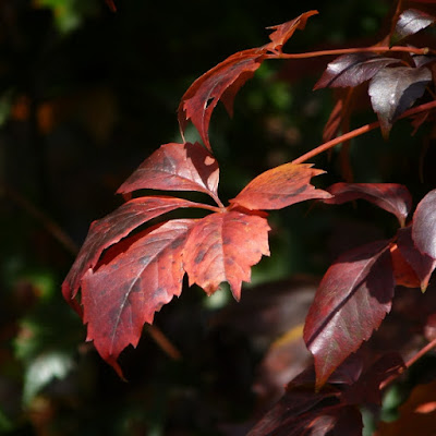 Virginia Creeper is a native vine that grows distinctive fiveleaf bunches