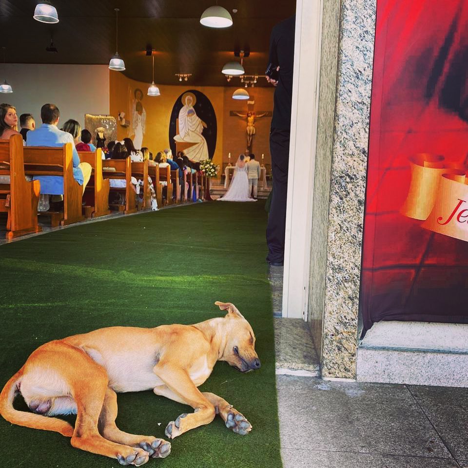 Stray Dog sleeping at the entrance of a church