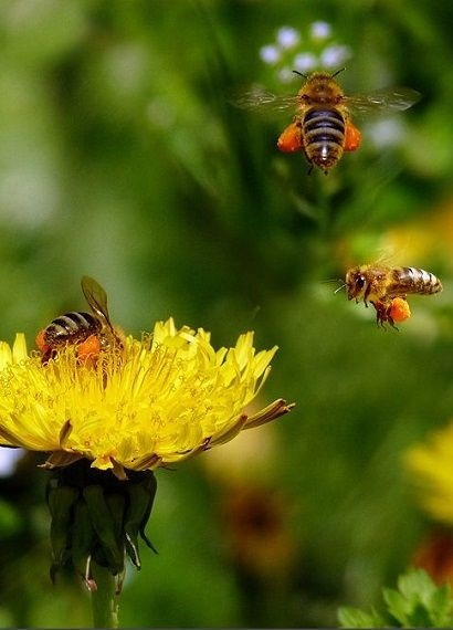 ABEJAS EN DIENTE DE LEON (Taraxacum officinale)