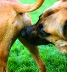 Porque o cão cheira o rabo de outro