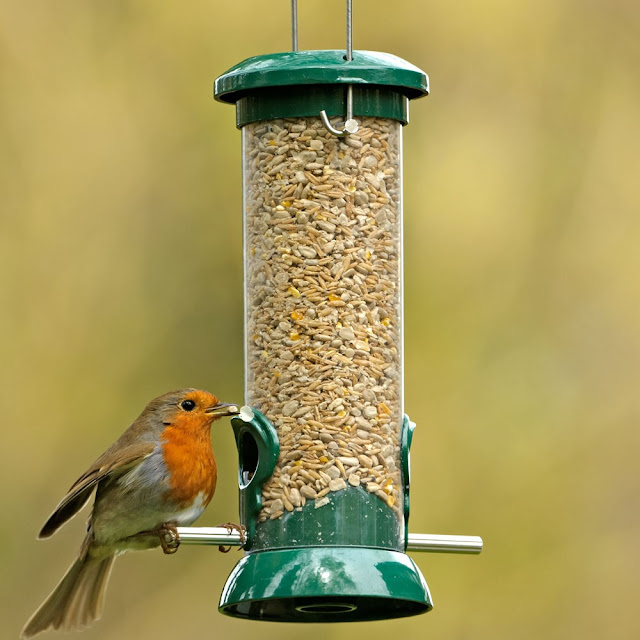 Seed Bird Feeder