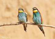 . was so limited I decided I would try and capture some flight images. (beeeater )