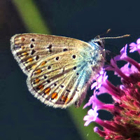 Brown Argus