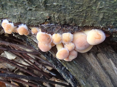 zimówka aksamitnotrzonowa, płomiennica zimowa, Flammulina velutipes