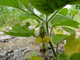 Coqueret hétérophylle - Physalis heterophylla - Cerise de Terre