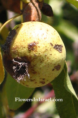 Груша сирийская (Pyrus syriaca)