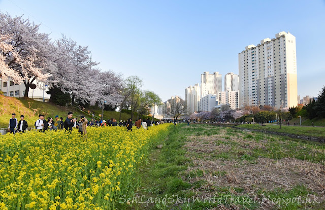 南韓釜山東萊櫻花