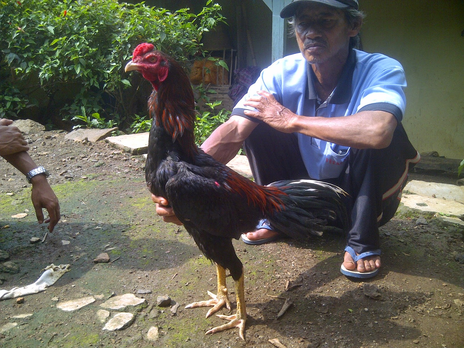 Ayam Aduan Garut Desember 2014