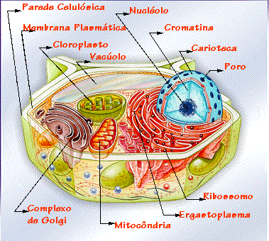 celula animal. celula animal y vegetal.