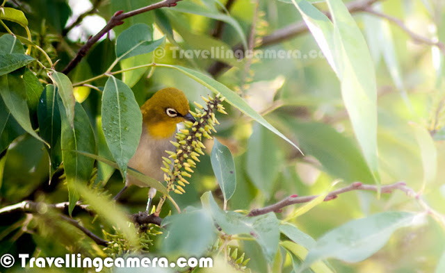 During Diwali Vacations at my Home in Himachal Pradesh, I met various birds in our backyard. This time, there was a huge flock of small yellow birds on one of the trees around our home. These birds used to come every morning at around 9am when this tree gets first rays of sunlight. Let's check out this Photo Journey to know more about these birds and what all they do thereOut of all birds shared HERE, these yellow birds are most active and that motivated me to just focus on these birds this time. All these photographs are clicked during three mornings I spent at Home in Mandi, Himachal PradeshNot sure, if she noticed me in my balcony carrying a huge camera or trying to show something else :) ... These birds hardly spend 30 seconds on one branch. They keep flying from one branch of the tree to another. Tree was very dense and initially I was spending 90% of time locating them. They were in big number but still it was hard to locate these small birds on a dense branched tree. Above photograph is one of my favorite shot when one of the bird is exactly looking at me.The name of this bird is - Oriental White-eye, which is a small passerine bird in the white-eye family. It is a resident breeder in open woodland in tropical Asia, east from the Indian Subcontinent to Southeast Asia, extending to Indonesia and Malaysia. These birds forage in small groups, feeding on nectar and small insects. They are easily identified by the distinctive white eye-ring and overall yellowish upper parts. Several populations of this widespread species are named subspecies and some have distinctive variations in the extent and shades of yellows in their plumage.These birds are quite mischievousThese white-eyes are sociable, forming flocks which only separate on the approach of the breeding season. They are highly arboreal and only rarely descend to the ground. The breeding season is February to September but April is the peak breeding season and the compact cup nest is a placed like a hammock on the fork of a branch. The nest is made of cobwebs, lichens and plant fiber. The nest is built in about 4 days and the two pale blue eggs are laid within a couple of days of each other. The eggs hatch in about 10 days. Both sexes take care of brooding the chicks which fledge in about 10 days. Though mainly insectivorous, the Oriental White-eye will also eat nectar and fruits of various kindsA flying Oriental White-eye birdThis bird is small (about 8 cm long) with yellowish olive upper parts, a white eye ring, yellow throat and vent. The belly is whitish grey but may have yellow in some subspecies. Both Male and female Oriental White-eye look similar.