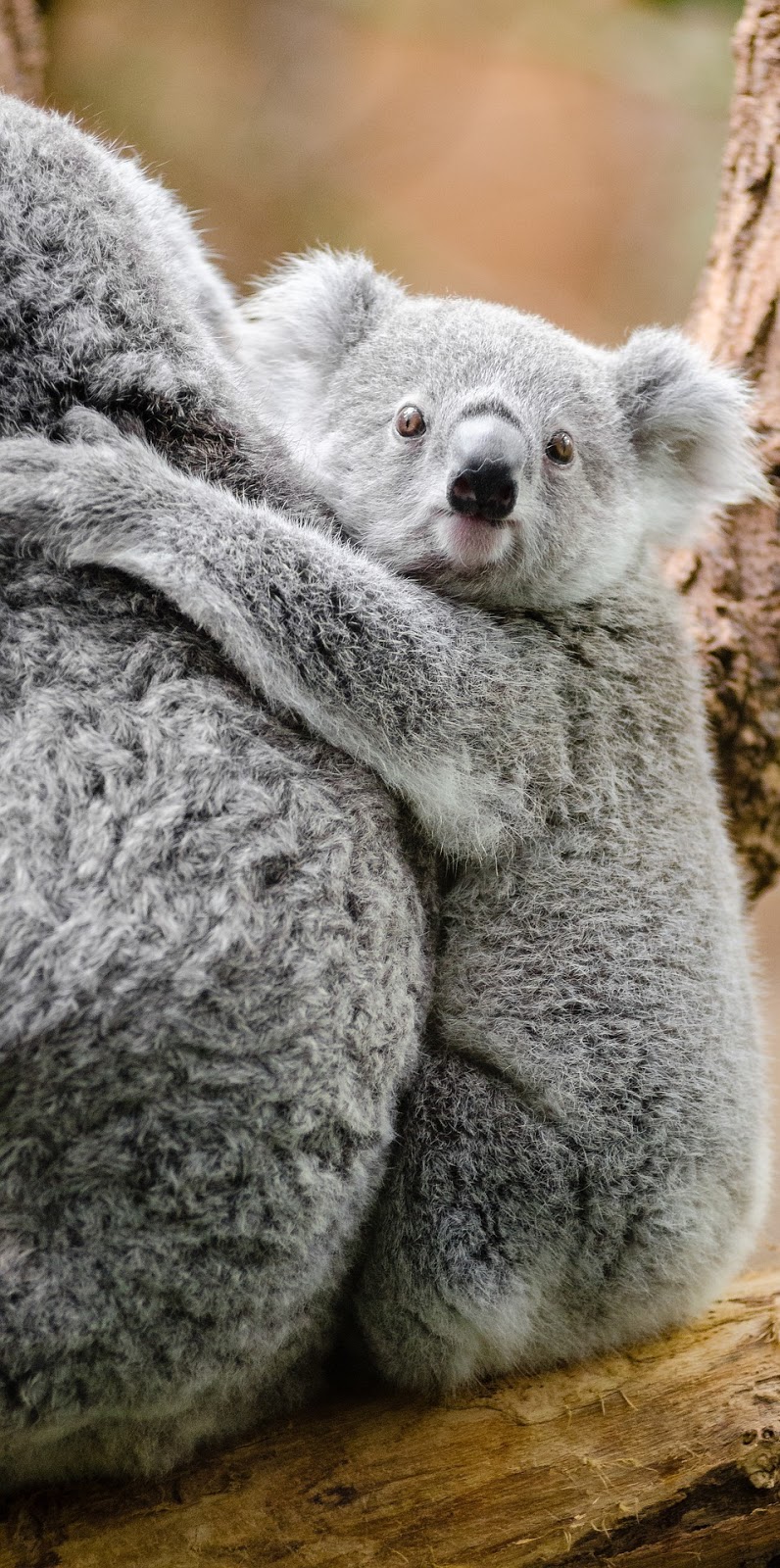 Adorable koala.