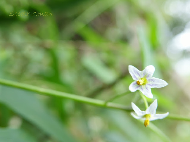 Solanum nigrum