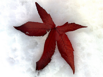 leaf, snow