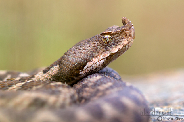 Nose-horned Viper - Vipera ammodytes