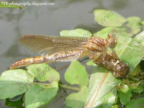 Dragonfly Life Cycle