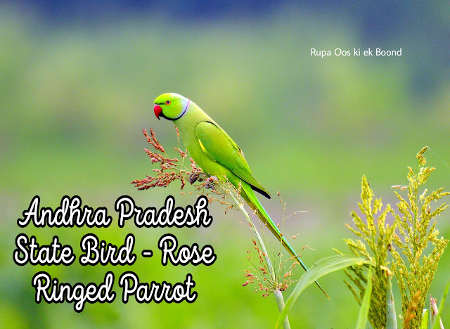 आंध्र प्रदेश का राजकीय/राज्य पक्षी || State Bird Of Andhra Pradesh ||