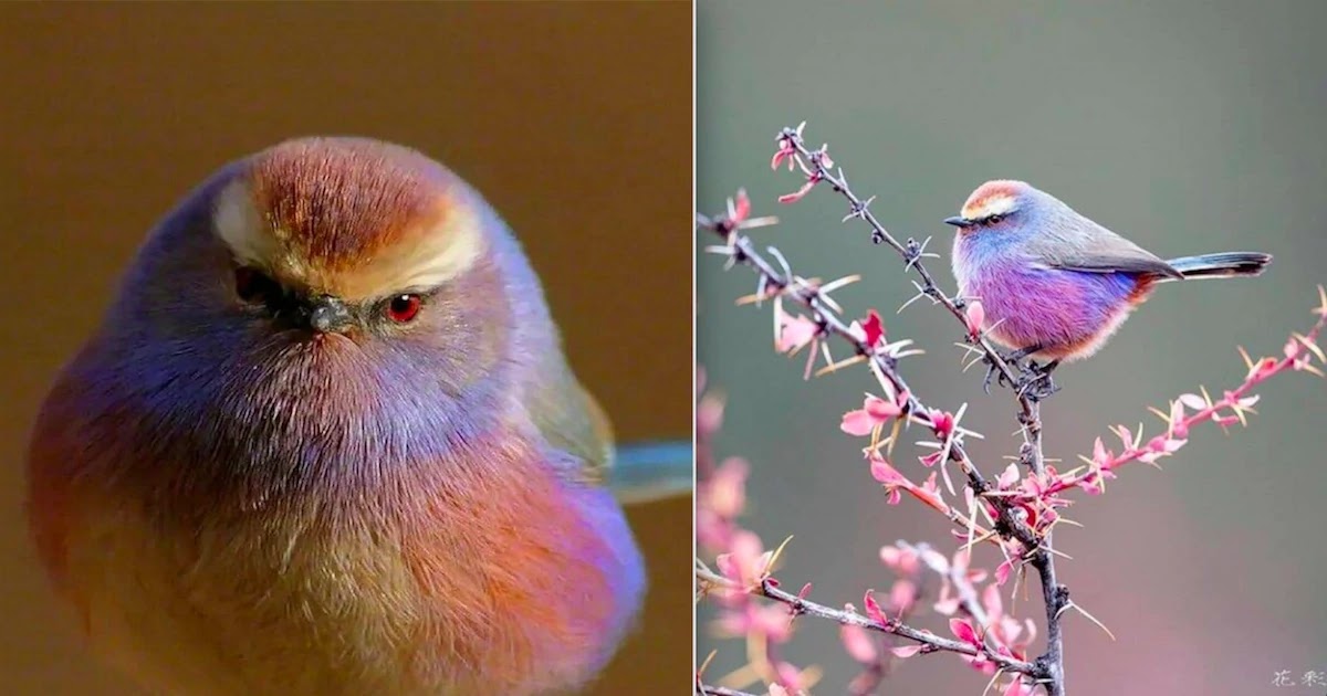 Meet The White-Browed Tit-Warbler: The Gorgeous Rainbow Bird!