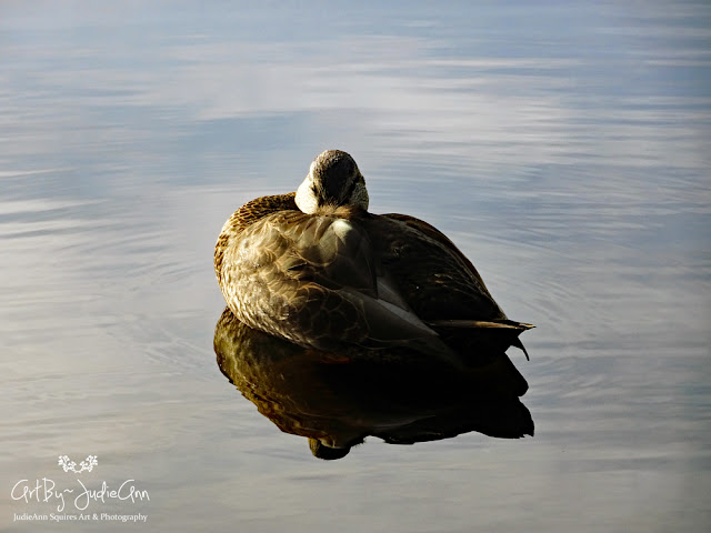 Beautiful Duck Resting On Water