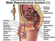 The Male Reproductive Organs