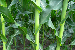 A Vegetable Like Corn
