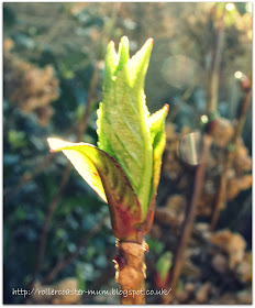 leaf bud - Hydrangea