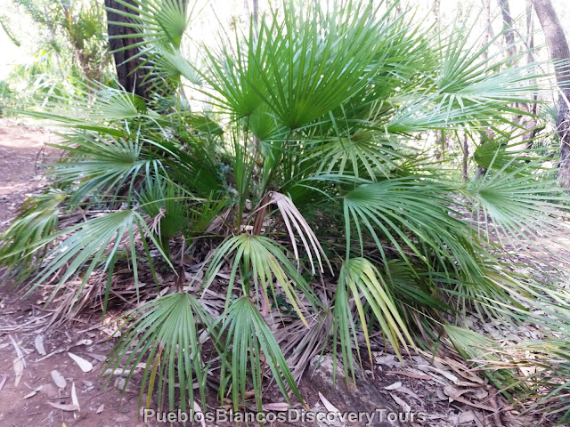 Mediterranean Dwarf palm, Palmera enana (Chamaerops humilis)