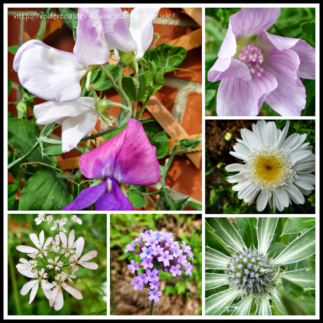 Sweet peas, Mallow, 