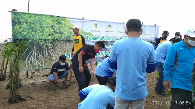 Amphibi Pati dan DLH Kab.Pati  tanam mangrove mageri Segoro dalam rangka Hari Menanam Pohon Nasional