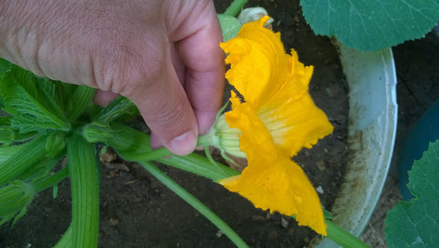 You can easily identify the males from the females: male blossoms are attached to a straight stem, whereas female blossoms are attached to a tiny courgette.