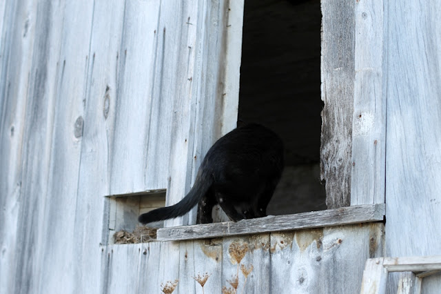 Zoey peeks