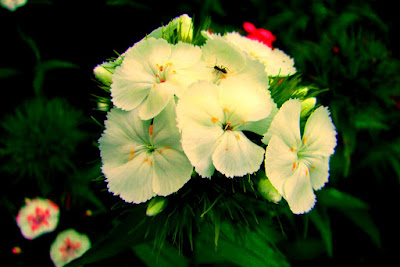 Blumen, flores, Flower, fleurs, květiny, Flores, blomme, blommor, çiçekler, kwiaty, Flor, Hoa, nở hoa, floración, bloom, Kukka, kukinta, La floraison, 